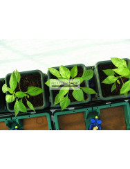 AutoPot Easy2Grow 2 Pots Water System Starter Set incl. Tank